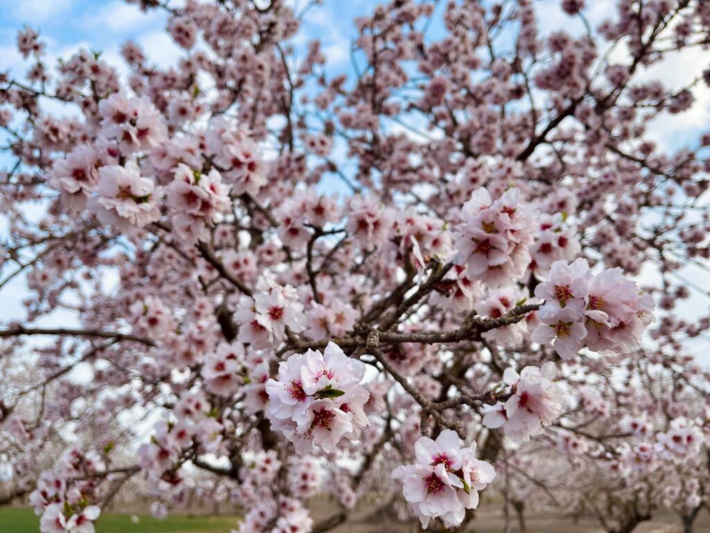 Almendros de Miravet Almendros en flor