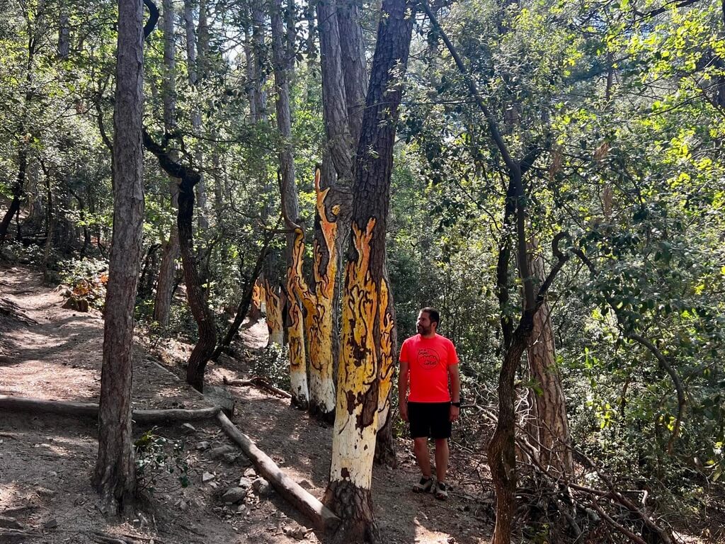 Bosc Pintat de Poblet