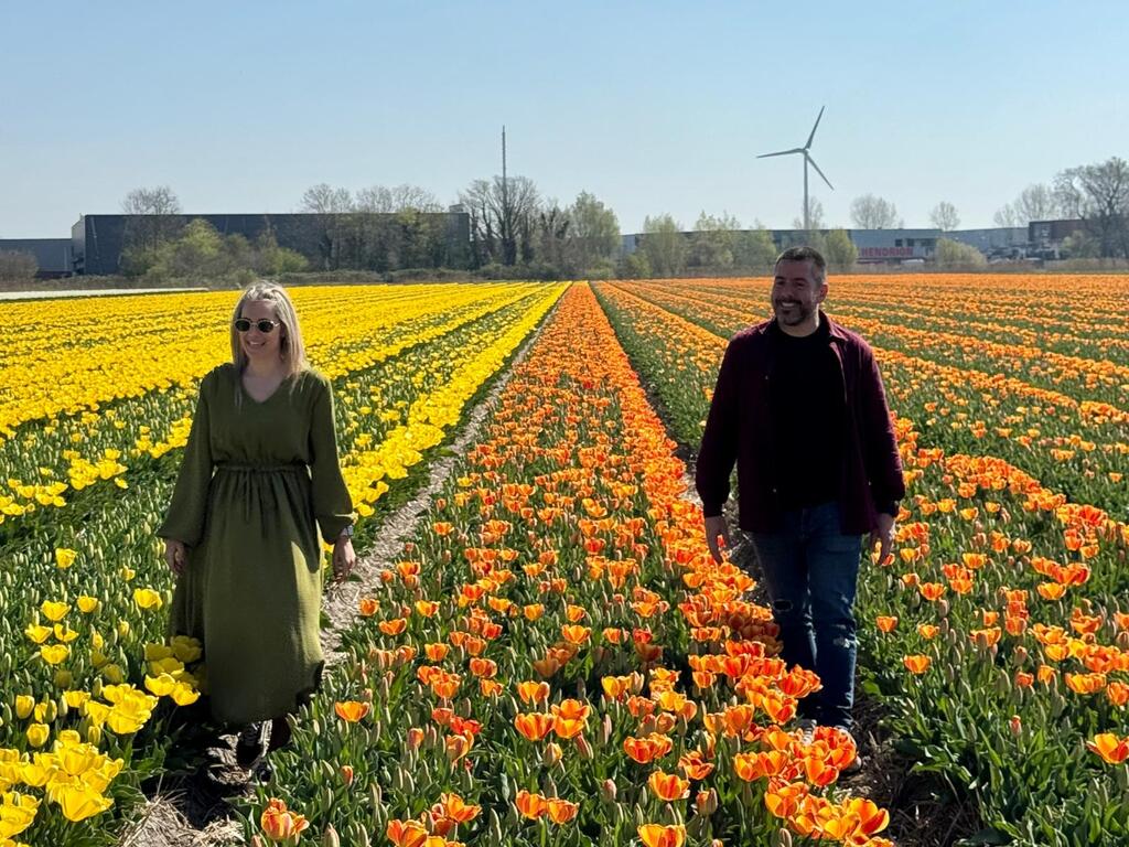 Campos de tulipanes 
