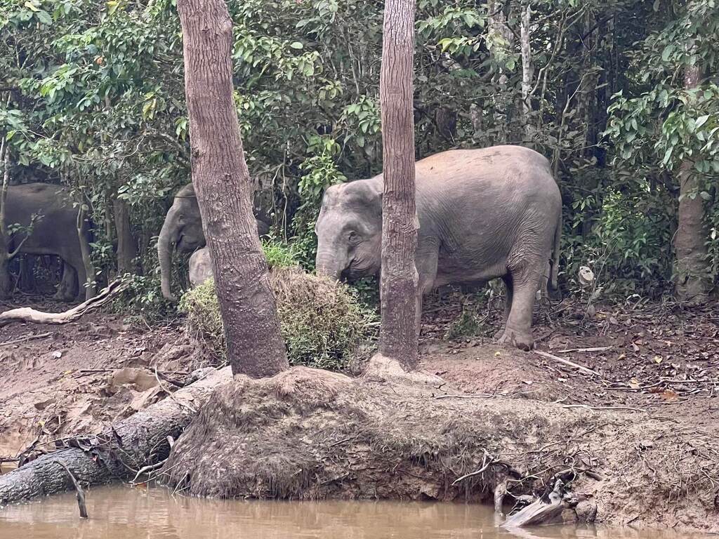 Elefante en el río Kinabatangan Ruta por Malasia en 21 días