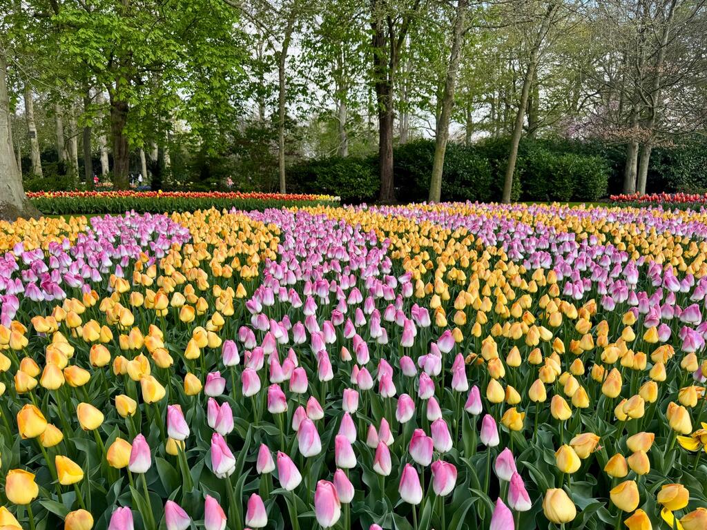 Tulipanes de todos los colores Ruta por Países Bajos en 5 días