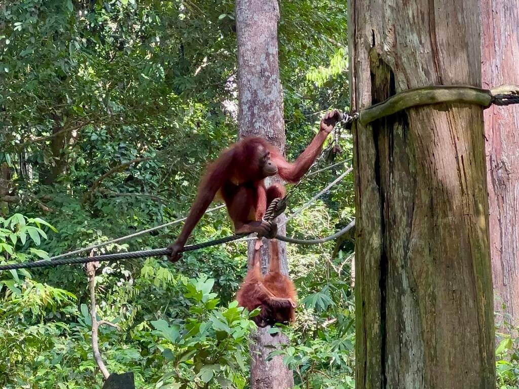 Orangutanes en Sandakan Sandakan